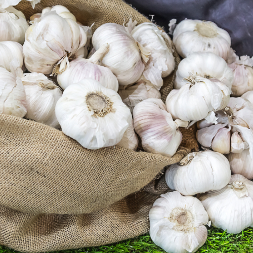 Music by the pound- Organic Garlic Seed and Culinary Garlic