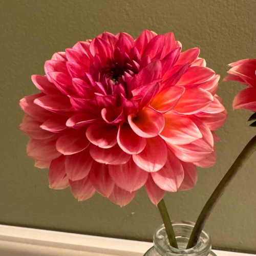 'Jabberbox' Dahlia (Decorative or Semi-Dinnerplate)