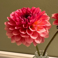 Thumbnail for 'Jabberbox' Dahlia (Decorative or Semi-Dinnerplate)