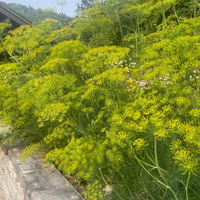 Thumbnail for Bouquet Herb Dill, Oragnic options available