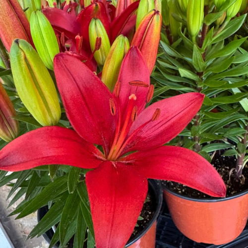 Lilium Asiatic 'Red Matrix' (Asiatic Lily, Lily Div 1)