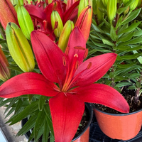 Thumbnail for Lilium Asiatic 'Red Matrix' (Asiatic Lily, Lily Div 1)