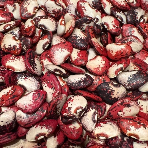 Potawatomi Lima Bean, Butterbean, Historic Heirloom of the Potawatomi Nation