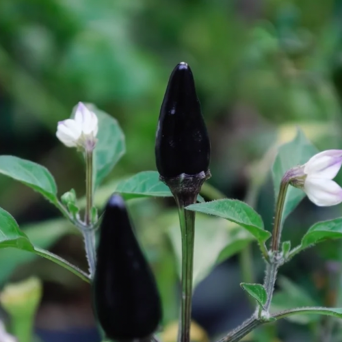 Black Hungarian Pepper (Hot), Organic