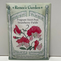 Thumbnail for Strawberry Fields Sweet Pea, Fragrant