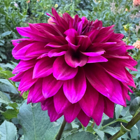 Thumbnail for 'Hello' Dahlia (Informal Decorative)