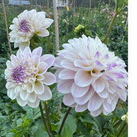 Thumbnail for 'Last Dance' Dahlia (Formal Decorative)