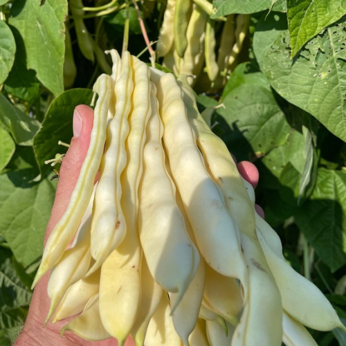 Connecticut Wonder Bean, 1919 Heirloom, Organic