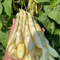 Thumbnail for Connecticut Wonder Bean, 1919 Heirloom, Organic