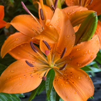 Thumbnail for Tiny Invader Lily, Lilium Asiatic (Asiatic Lily, Lily Div I)