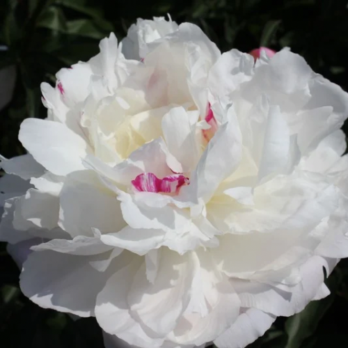 Shirley Temple Peony- pre 1953 origin, Holland, lactiflora