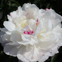 Thumbnail for Shirley Temple Peony- pre 1953 origin, Holland, lactiflora