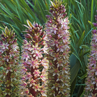 Thumbnail for Pineapple Lily, Eucomis - Reuben (2 bulbs)