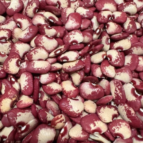 Aubrey Deanne Lima Bean, Pole Butterbean, pre-1890 Heirloom