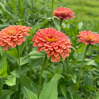 Thumbnail for Benary's Giant Salmon Rose Zinnia Flower