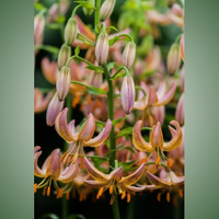 Thumbnail for Fairy Morning Martagon Lily (Lililum Martagon, Lily Div II)