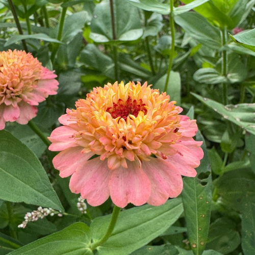 Zinderella Peach Seed Zinnia Flower