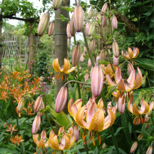 Terrace City Martagon Lily (Lililum Martagon, Lily Div II)