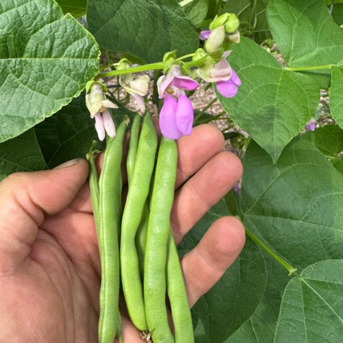 Ideal Market Pole Snap Bean, 1914 Heirloom, Grown at Firefly Farm & Mercantile 