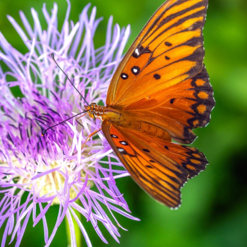 American Basketflower, Native in Southwest United States