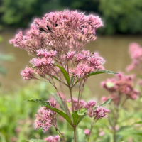 Thumbnail for Spotted Joe Pye Weed - Native