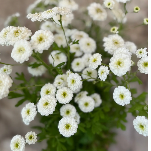 White Wonder Double Feverfew Herb, Ancient Heirloom