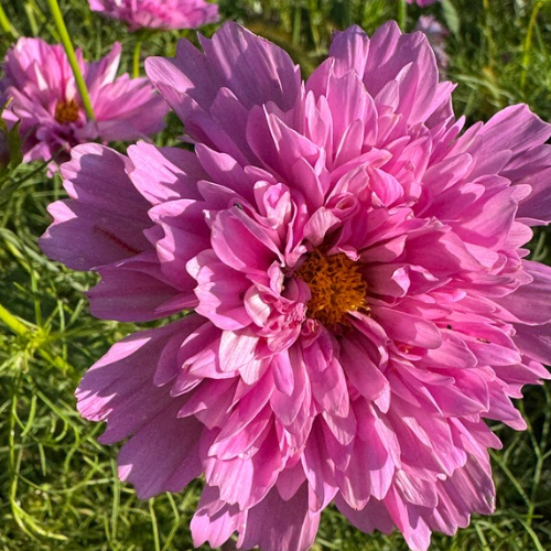 Cosmos Rose Bon Bon, Double Cosmo, French