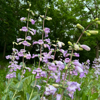 Thumbnail for Large-Flowered or Shell-Leaf Penstemon (Beard Tongue)- Mid West, Central US Native