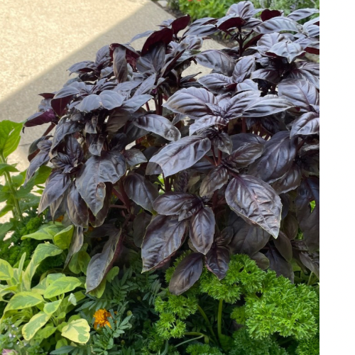 Dark Opal Basil in a Container Arrangement 