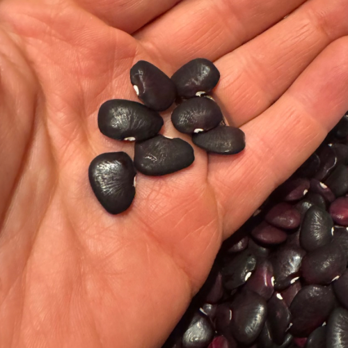 Alabama Black Lima Bean, Butterbean, Alabama Heirloom, Rare