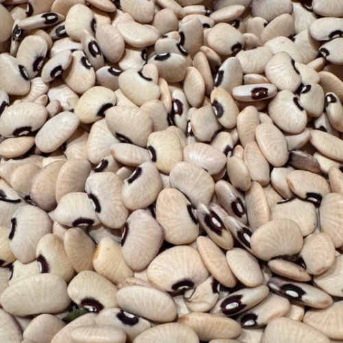 Alabama Black Eye Lima Bean, Pole Butterbean, 1837 Heirloom