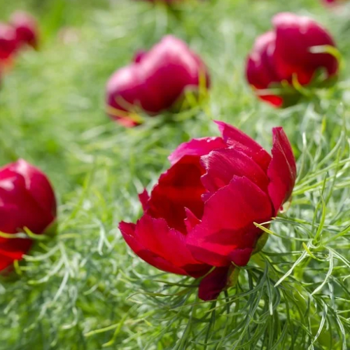 Fern Leaf Single Red Peony ‘unnamed variety’- tenuifolia, Fern-leaf