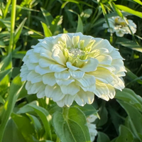 Thumbnail for Oklahoma White Zinnia Flower
