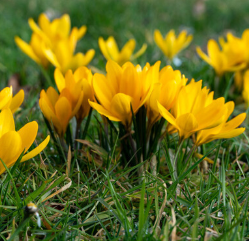 Crocus Yellow Mammoth