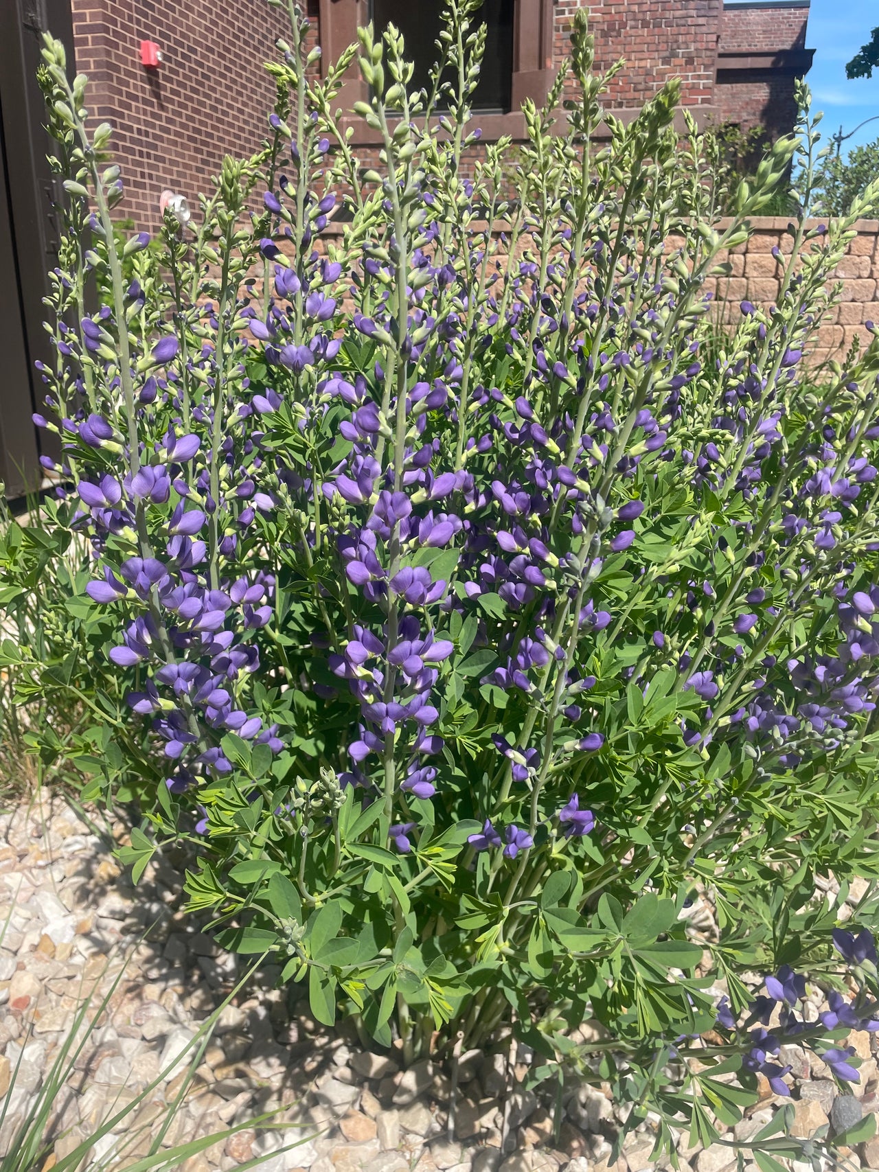 Native Plant Starts (Midwest)