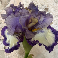 Thumbnail for Bearded Iris 'Gray’s Peak'