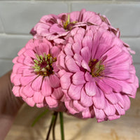 Thumbnail for Free Gift When Ordering $25, Tell us or Let us Choose - Dahlia Luminoso, 10 German Pink Heirloom Tomato Seeds, OR Spotted Joe Pye Native Flower