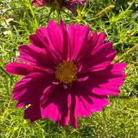 Thumbnail for Rubenza Cosmos (Deep Cranberry Red Cosmo)