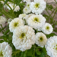 Thumbnail for White Wonder Double Feverfew Herb, Ancient Heirloom