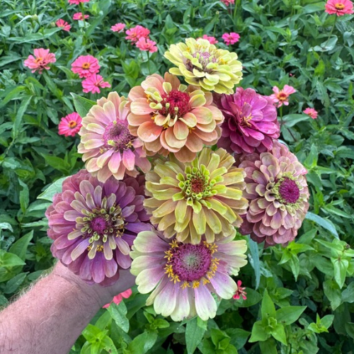 Queeny Formula Mix Seed Zinnia Flower