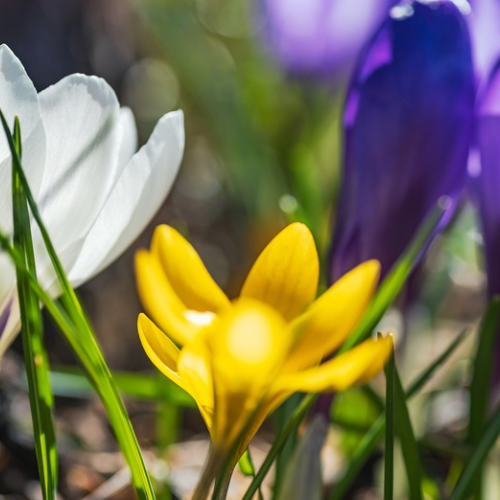 Crocuses - Pre-Chilled and ready to plant!