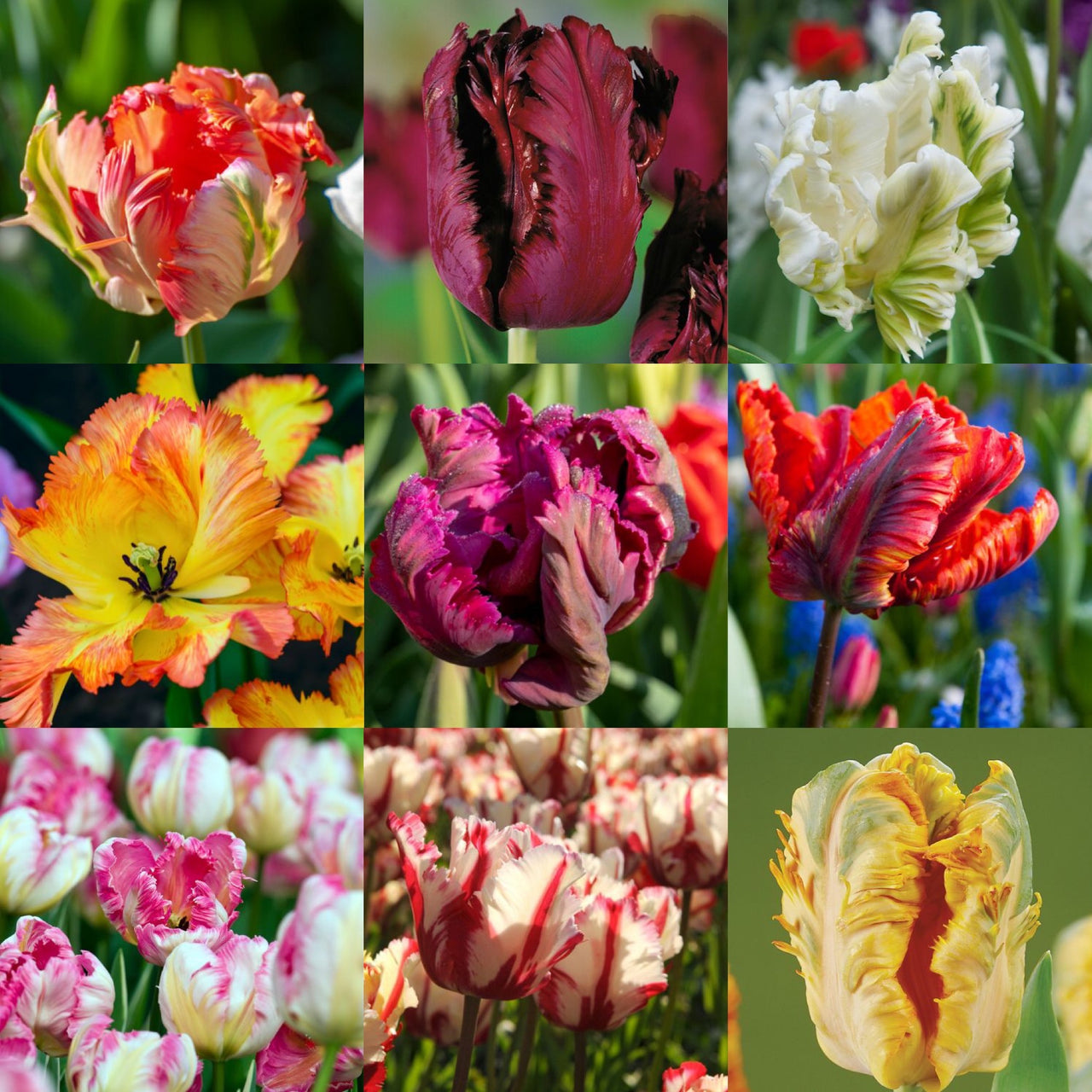 Fancy Parrot Tulip Blend - Mixed Mid to Late Blooming Tulip (Mid to Late)