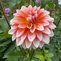 Thumbnail for 'Connecticut Coral' Dahlia (Informal Decorative)