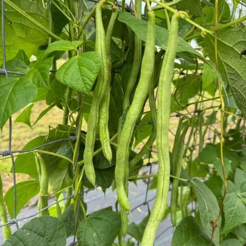 Cobra Bean, 1931 French Heirloom (Pole)