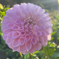 Thumbnail for 'Snoho Sonia' Dahlia (Ball)