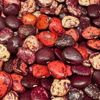 Thumbnail for Willowleaf Colored Lima Bean,  Pole Butterbean, Heirloom