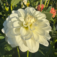 Thumbnail for 'White Onesta' Dahlia (Informal Decorative)