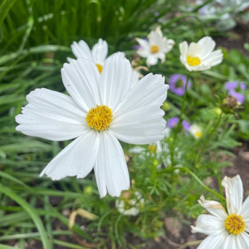 Purity Cosmos, White Cosmo Flower