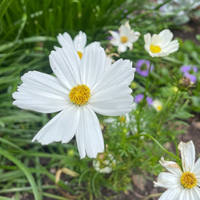 Thumbnail for Purity Cosmos, White Cosmo Flower