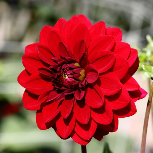 'Wisconsin Red' Dahlia, Heirloom 1910 (Decorative or Semi-Dinnerplate)